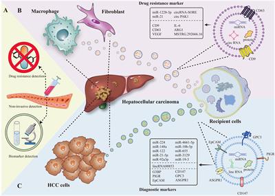 Extracellular vesicles in hepatocellular carcinoma: unraveling immunological mechanisms for enhanced diagnosis and overcoming drug resistance